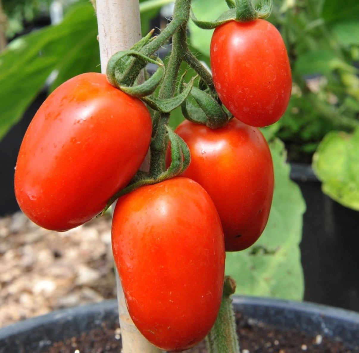 Tomato Plug Plants UK Grown – Choose Your Variety – Strong and Ready to Grow