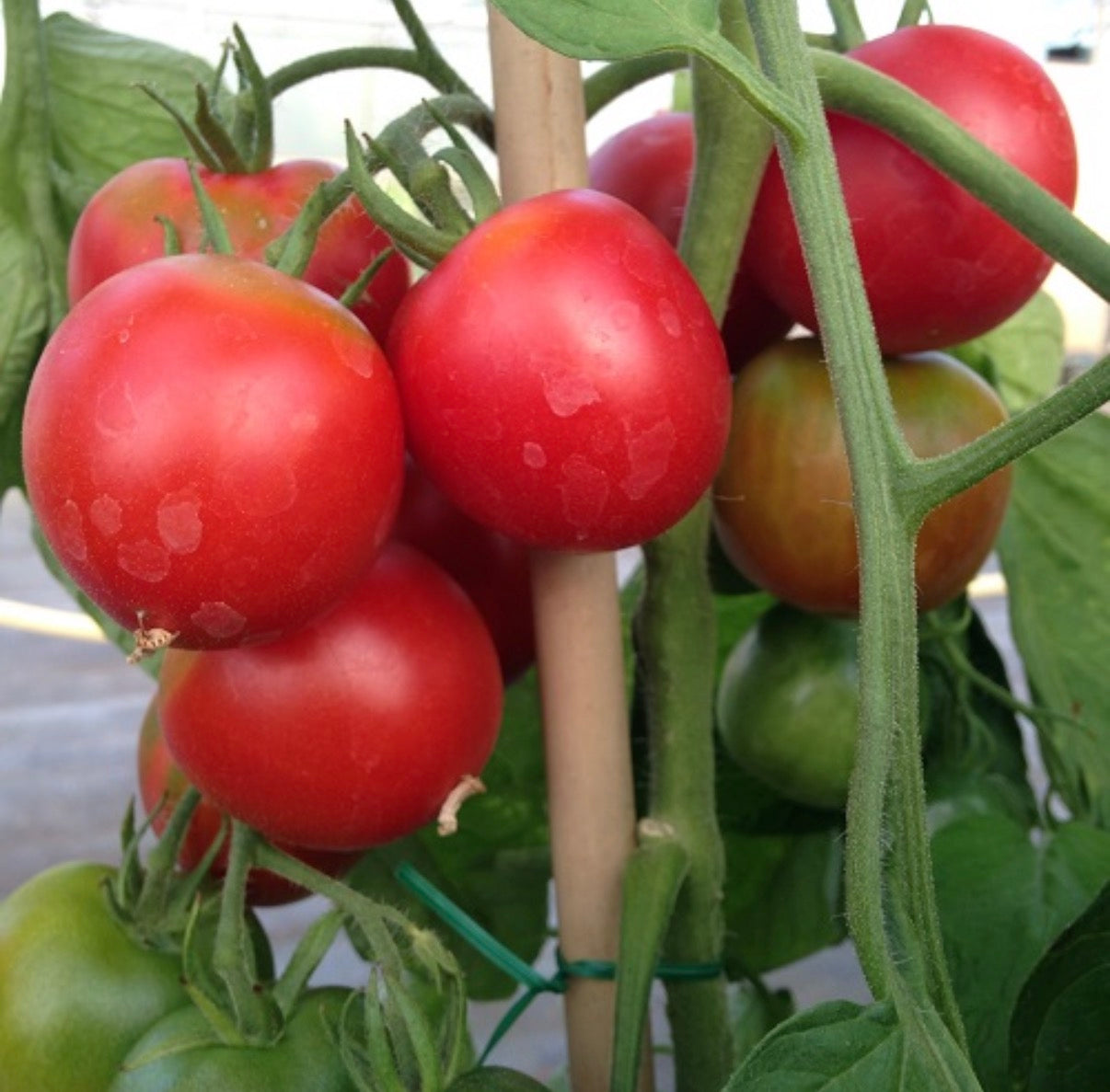 Tomato Plug Plants UK Grown – Choose Your Variety – Strong and Ready to Grow