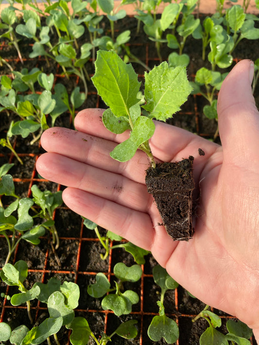 Collard Greens ‘Georgia’ ‘Southern’ Plug Plants! Grow a taste of the Deep South&nbsp;