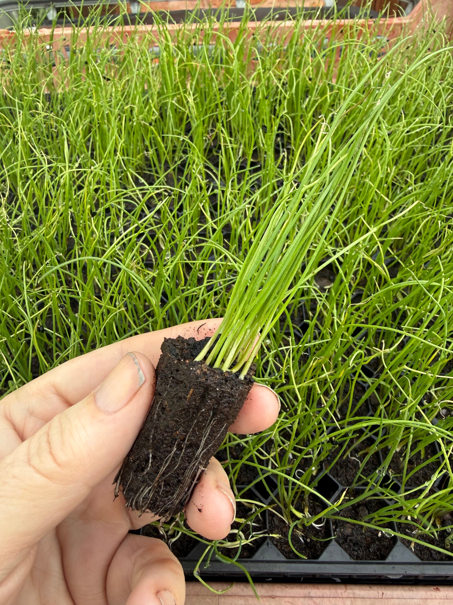Welsh Onion Plug Plants - Hardy Perennial Bunching Onions