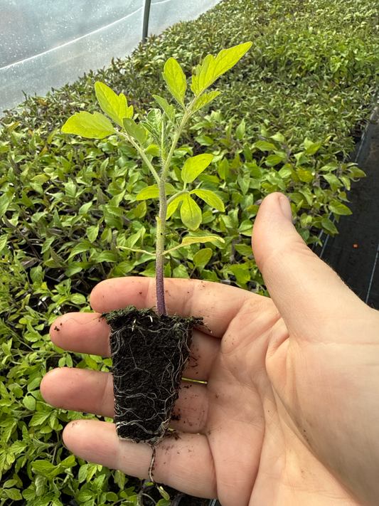 Tomato Plug Plants UK Grown – Choose Your Variety – Strong and Ready to Grow