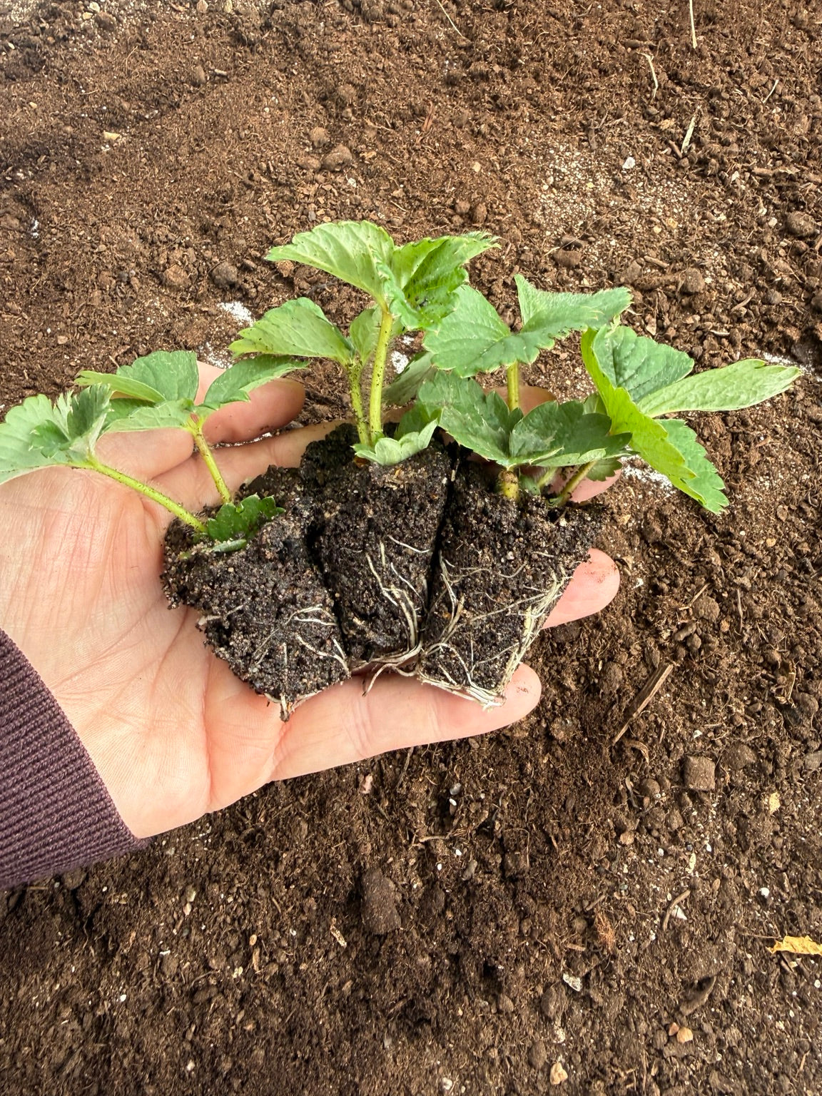 Elsanta strawberry plug plants