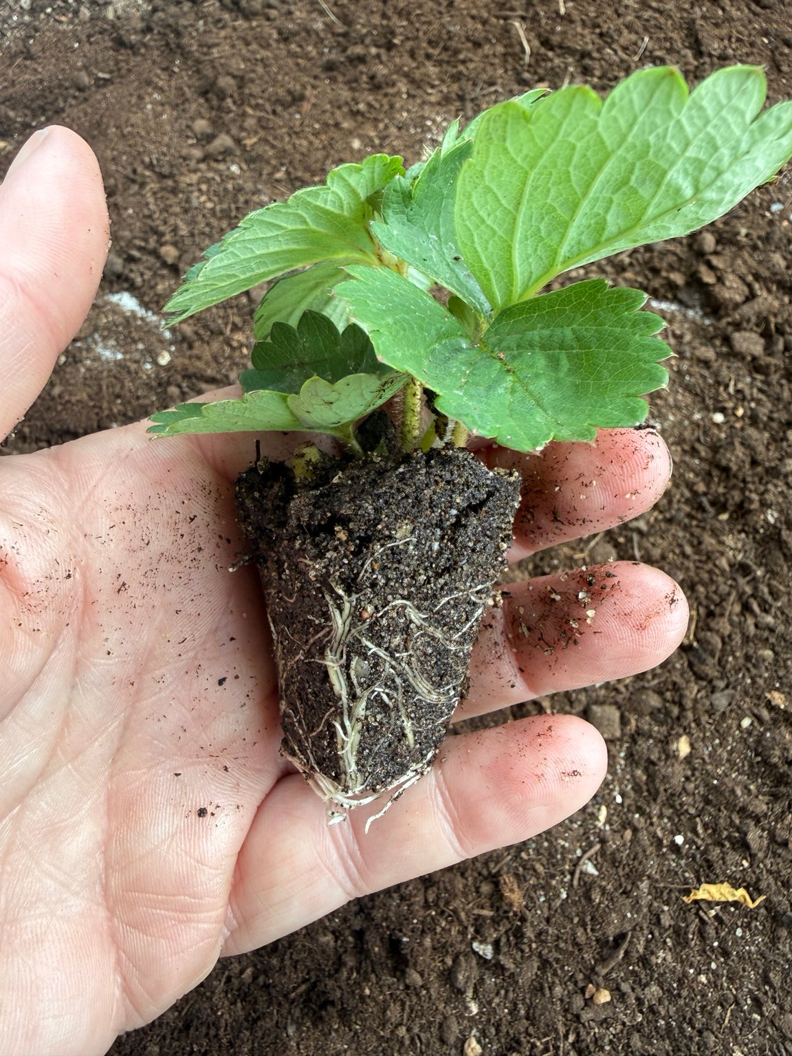 Elsanta strawberry plug root systems