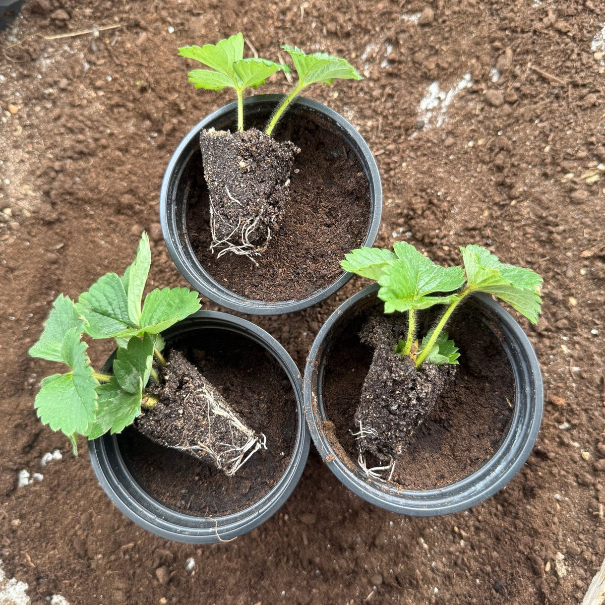 Elsanta strawberry plugs displayed with pots for size comparison