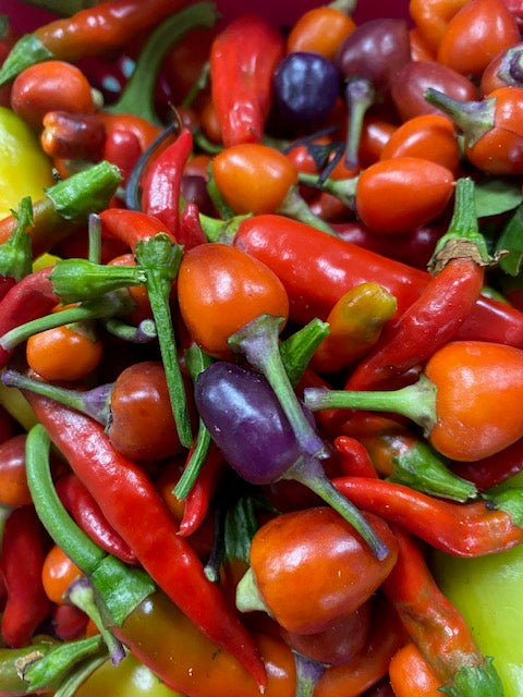 Chilli Plug Plants - Ready to Grow - from Mild to Wild!