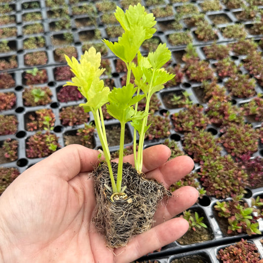 Tango F1 Celery Plug Plants. Free P&P. UK Grown Vegetable Plants - Ready to Grow