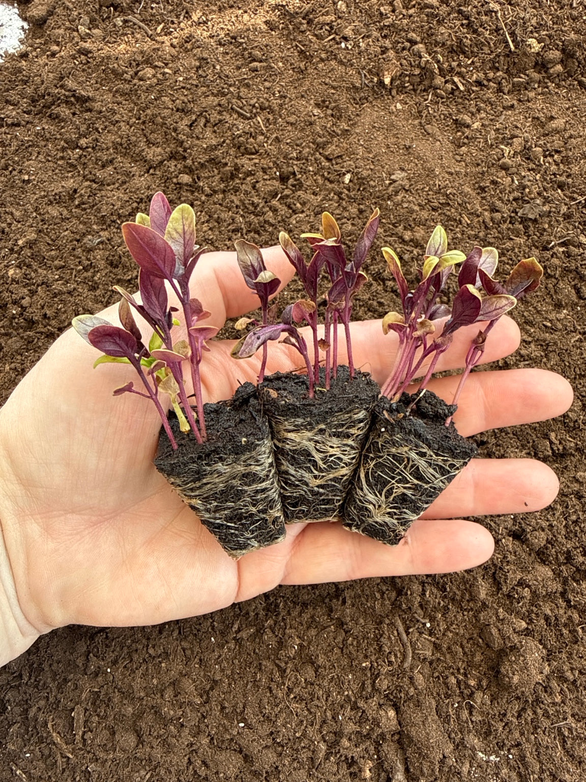 Dark Opal Basil Plug Plants – Purple Culinary Basil – UK Grown