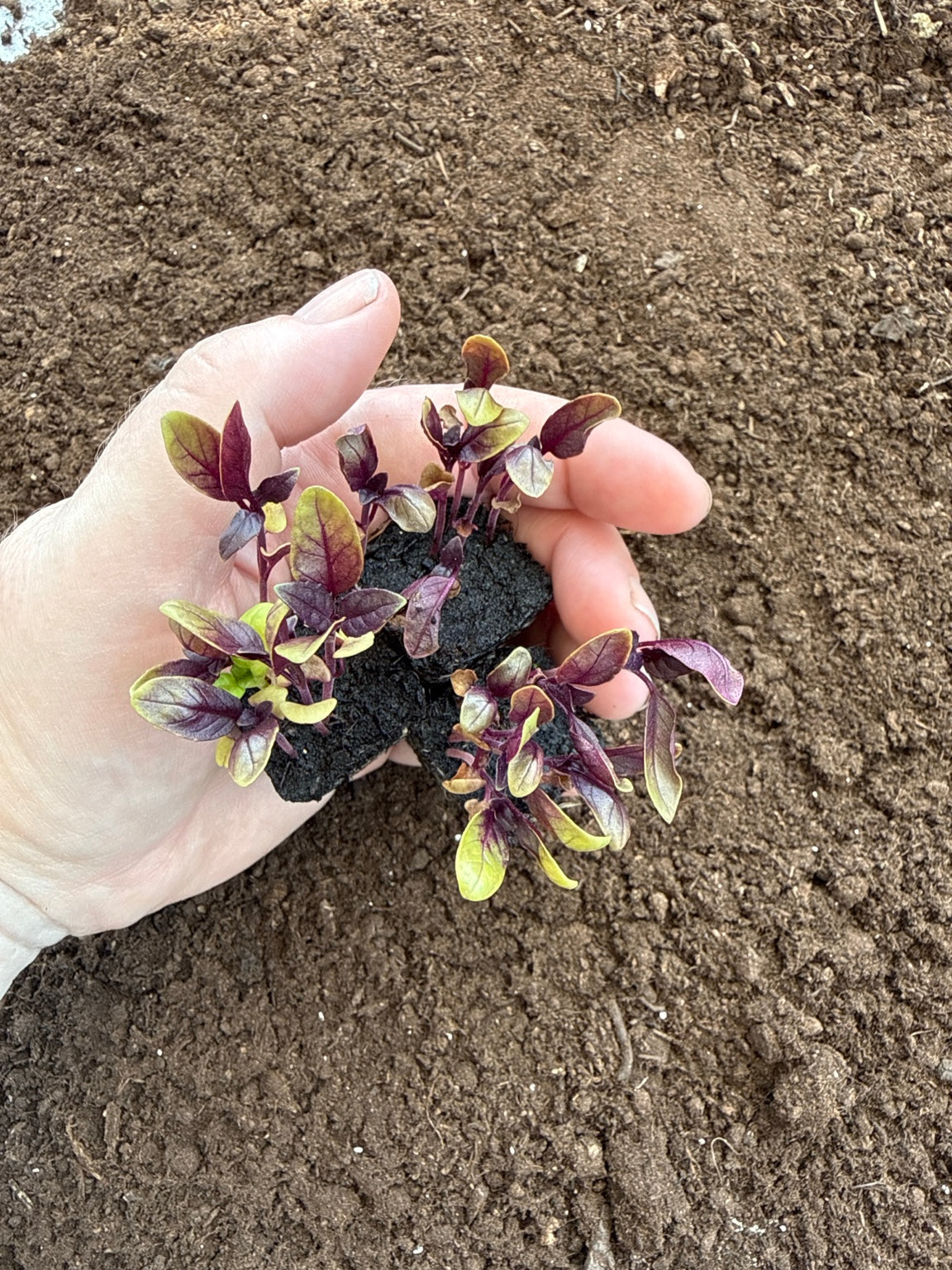 Dark Opal Basil Plug Plants – Purple Culinary Basil – UK Grown