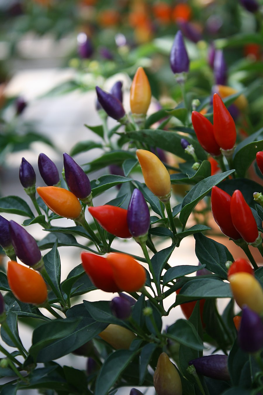 Chilli Plug Plants - Ready to Grow - from Mild to Wild!