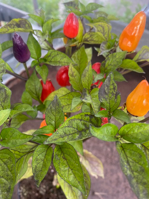 Chilli Plug Plants - Ready to Grow - from Mild to Wild!