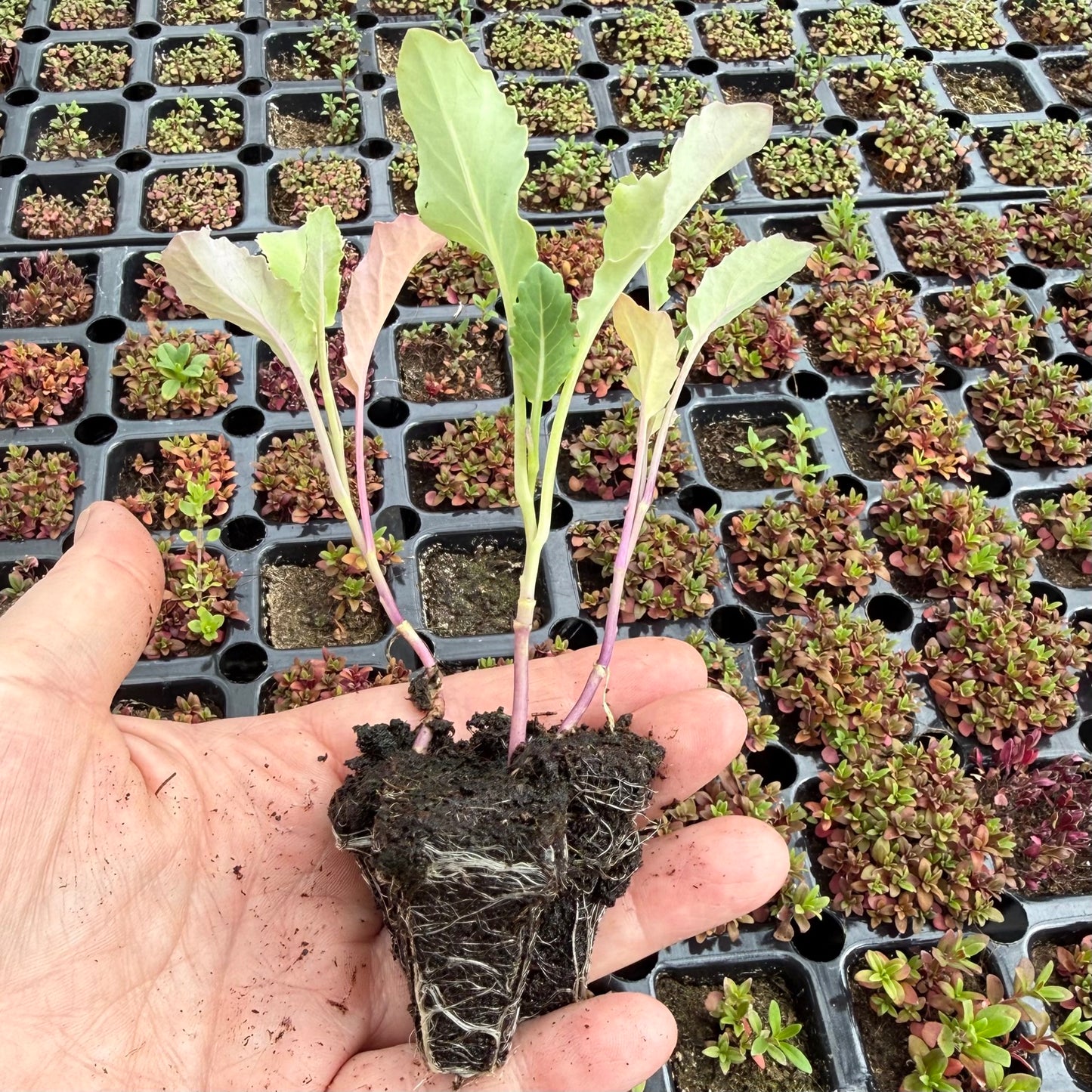 Nine Star Perennial Broccoli Plug Plants – Hardy Perennial Vegetable Plants, UK Grown, FREE P&P