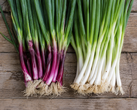 Red or White Welsh Onion Plug Plants – Kitchen Garden Perennial Bunching Onions – Multi-Sown Modules