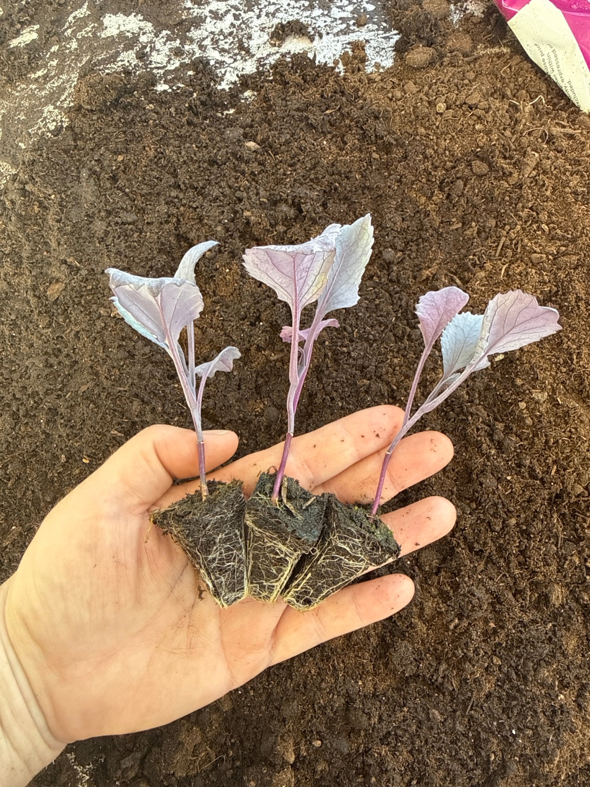 Red Express Cabbage Plug Plants – UK Grown Vegetable Plants