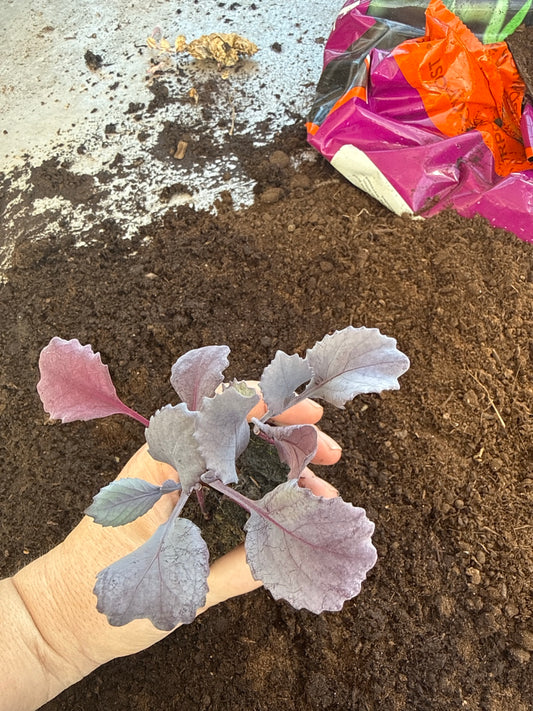 Red Express Cabbage Plug Plants – UK Grown Vegetable Plants