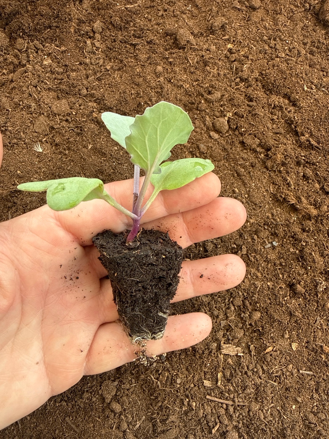 Sea Kale Plug Plants! Rare Edible Perennial Vegetable - UK Grown Plants
