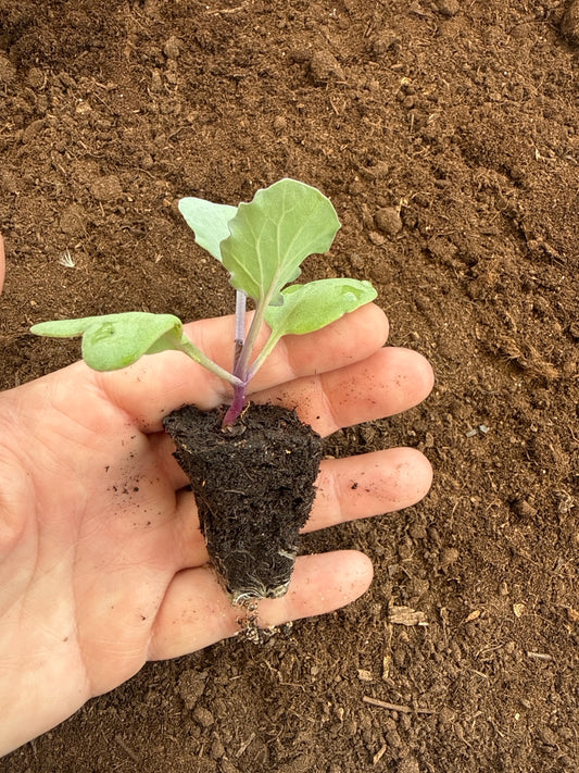 Sea Kale Plug Plants! Rare Edible Perennial Vegetable - UK Grown Plants