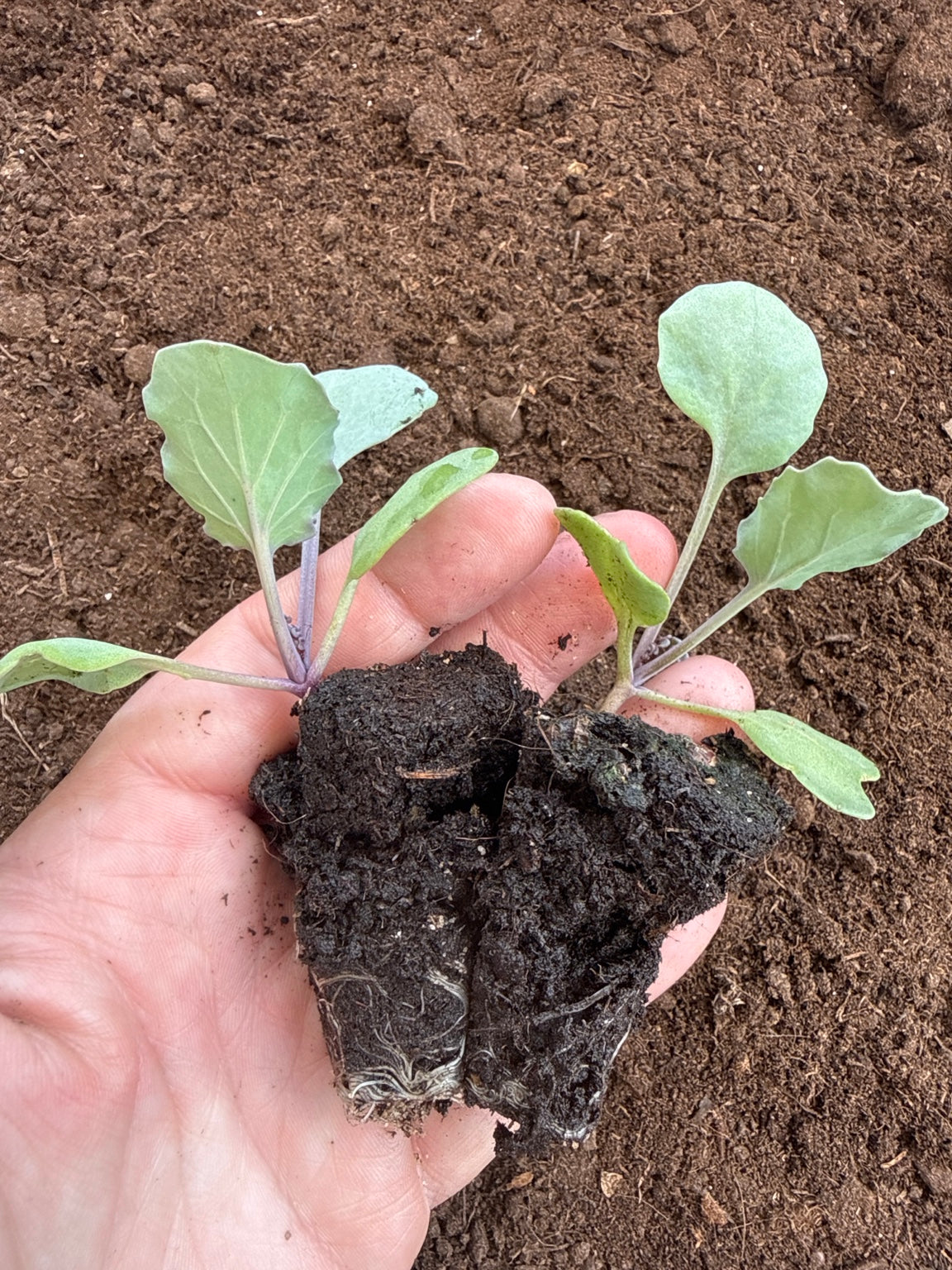 Sea Kale Plug Plants! Rare Edible Perennial Vegetable - UK Grown Plants