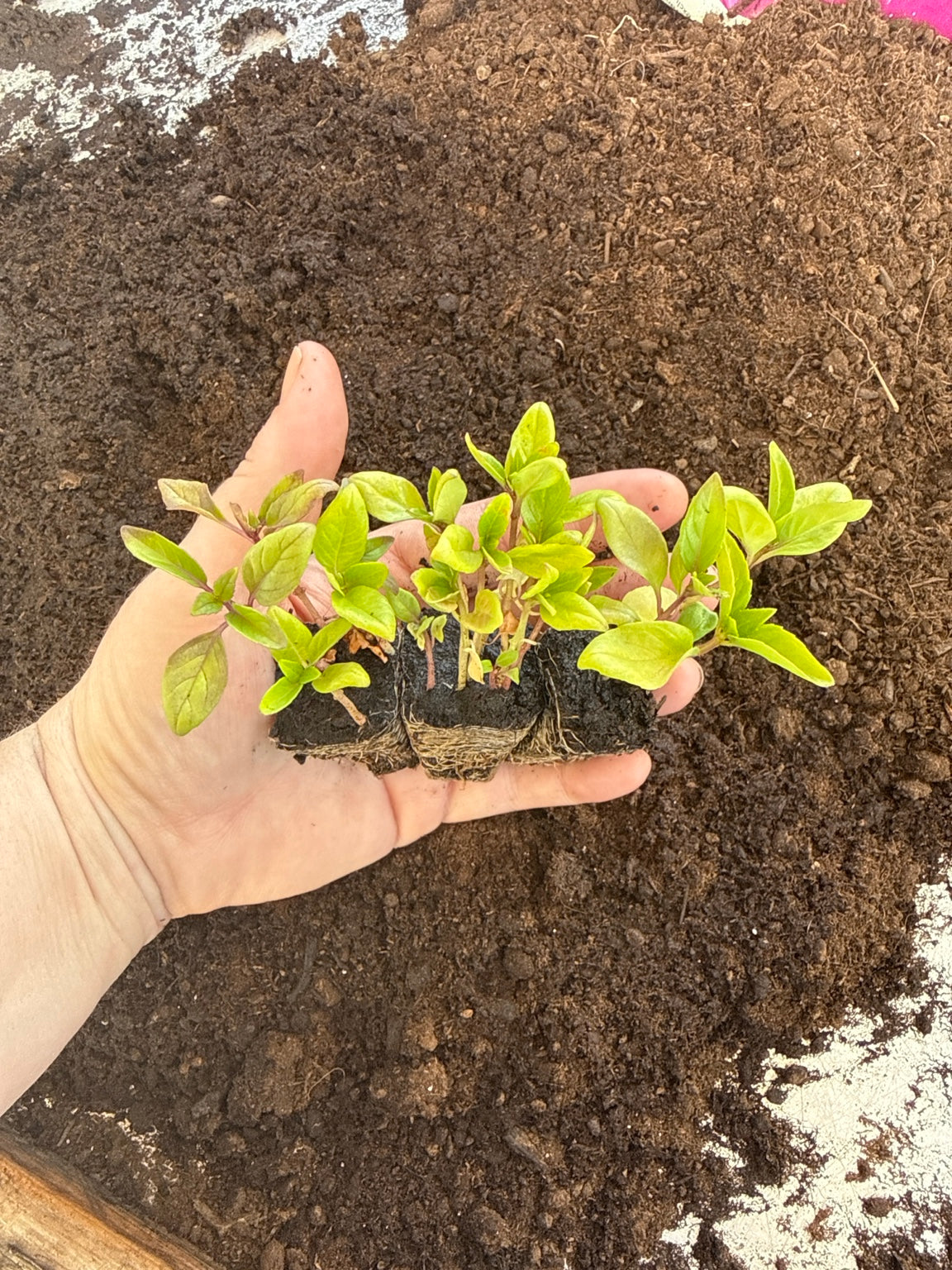 Thai Basil - Thai Large Leaved Basil Plug Plants – UK Grown Herb Plants