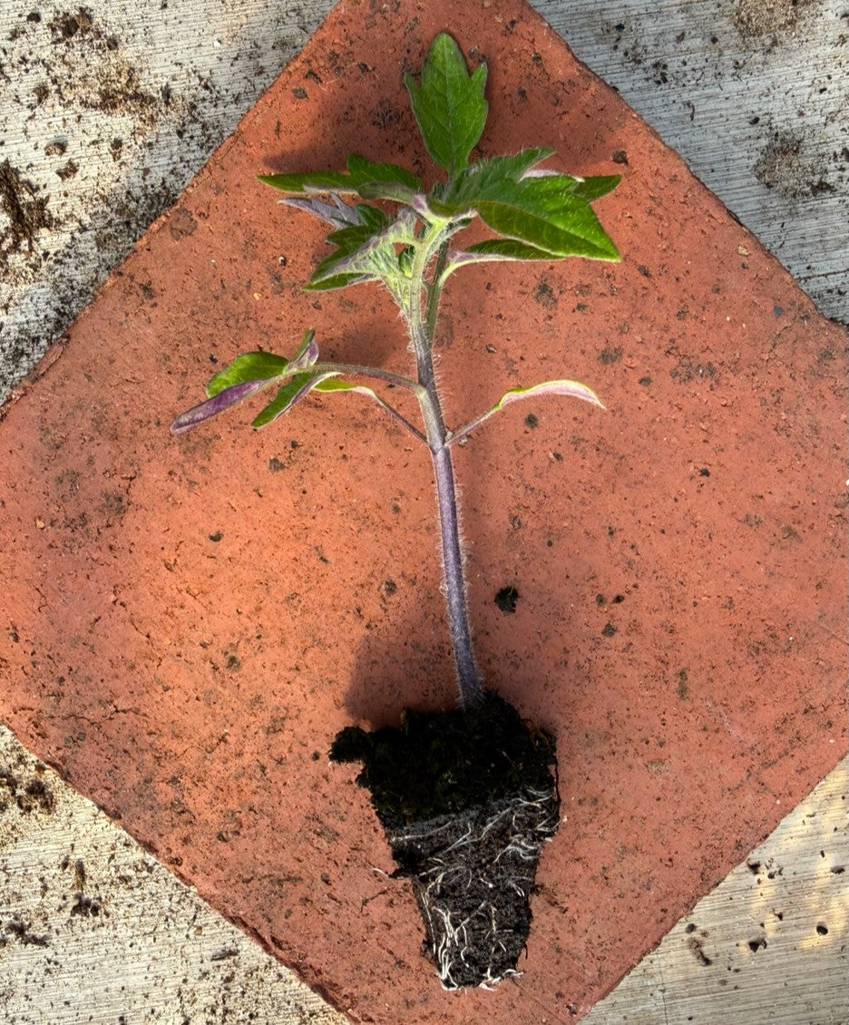 Tomato Plug Plants UK Grown – Choose Your Variety – Strong and Ready to Grow