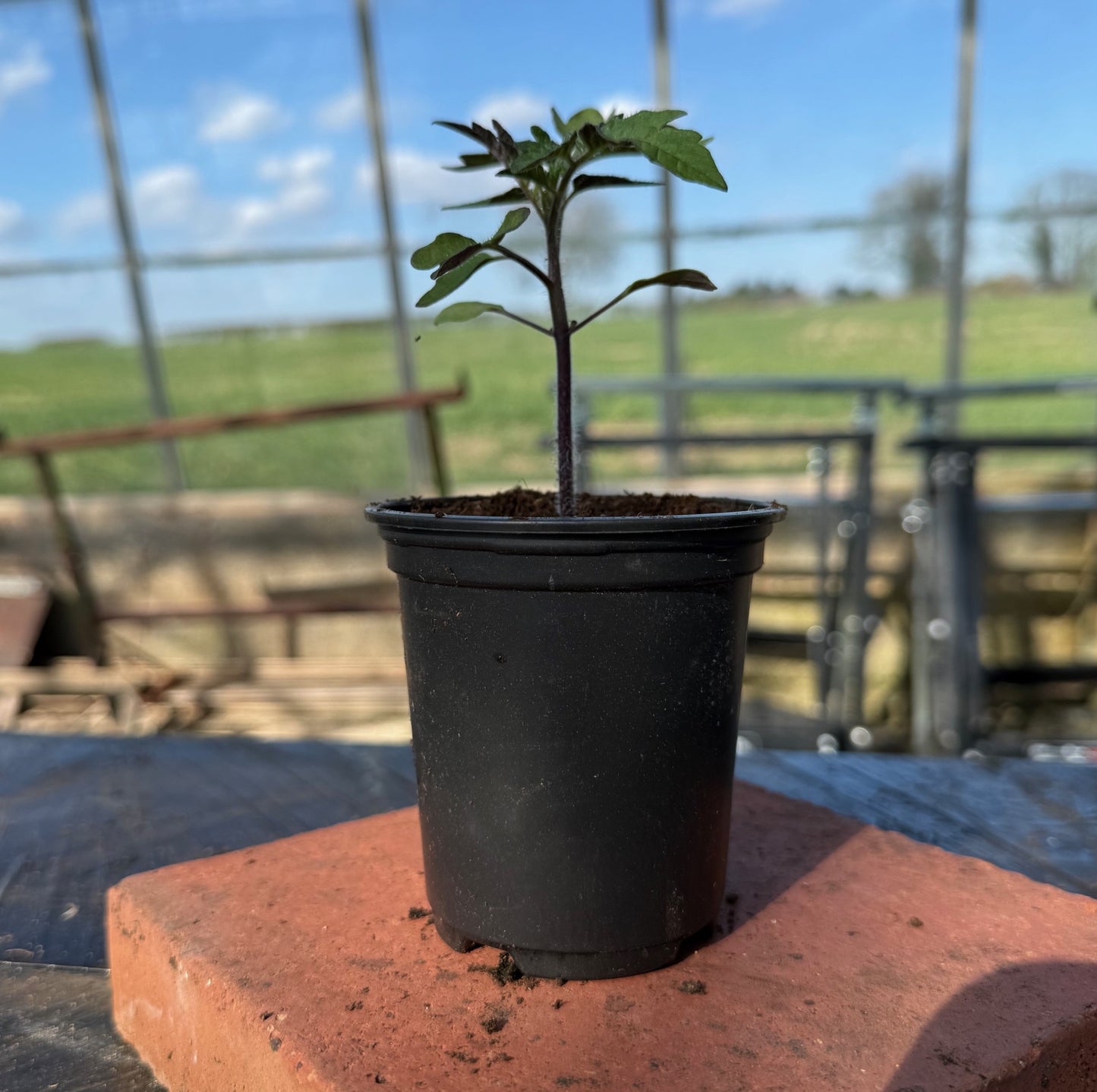 Tomato Plug Plants UK Grown – Choose Your Variety – Strong and Ready to Grow