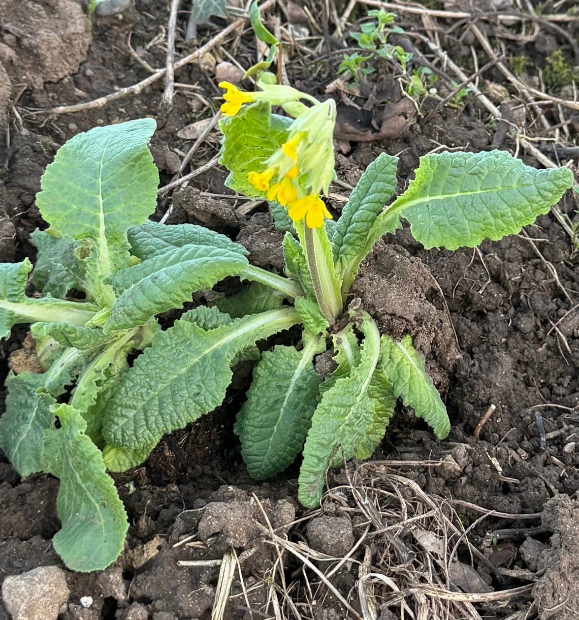 Genuine wild cowslip Primula veris flowering with nodding yellow blooms in a UK garden