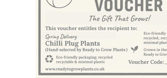 Chilli Plant Gift Cards- give a gift that grows!