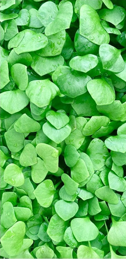 Close-up of lush, rounded winter purslane salad leaves