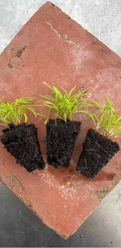 Three multi-sown winter purslane plug plants photographed at Ready to Grow Plants nursery
